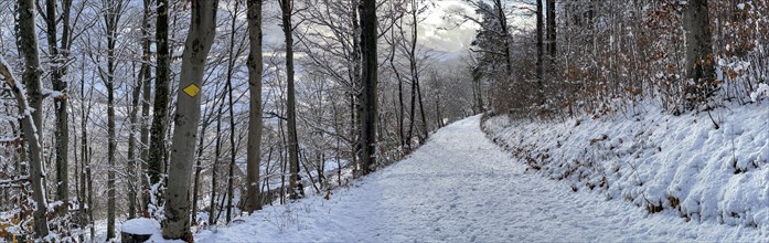 Hiking trail Panorama in the snowy forest