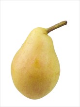 Pear variety Santa Maria
