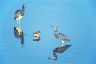Tricolored herons