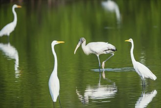 Great white egrets