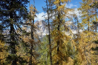 View through autumnal larch forest towards the summit of the Fanes Group