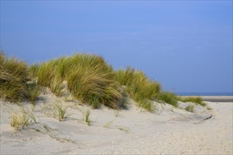 Dunes on the beach of the North Sea
