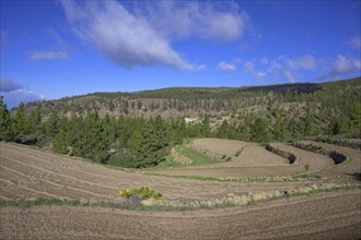 Terraced fields fields above the Barranco del Infierno