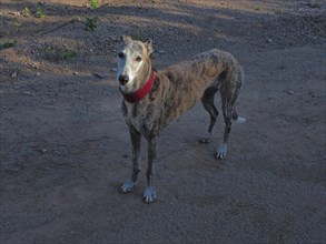 Standing greyhound