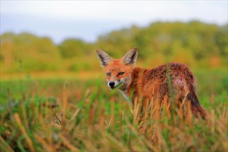 Red fox