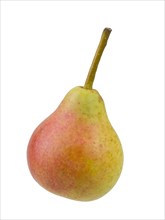 Pear variety Summer muscat pear