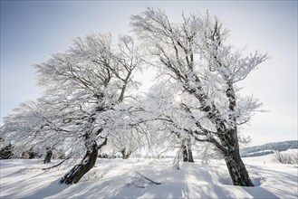 Snow-covered beech trees