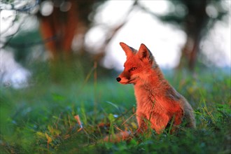 Red fox