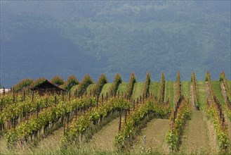 Winegrower's hut in vineyards
