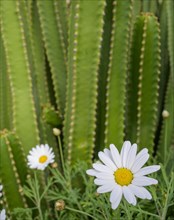 Marguerite and candelabra cactus