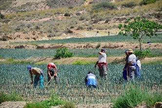Field workers harvesting onions