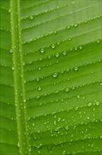 Raindrops on palm leaf