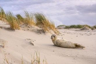 Seal in the dunes on the North Sea