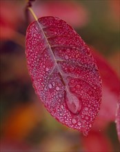 Dogwood leaf with cornelian cherry