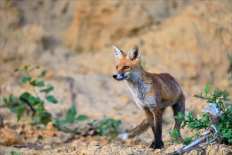 Red fox