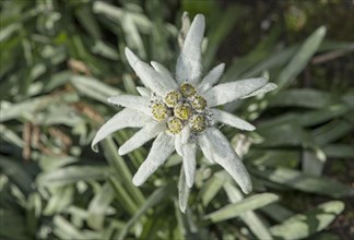 Flower of the alpine edelweiss