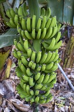 Banana plantation Banana tree