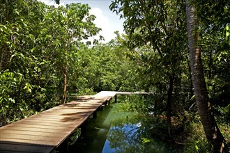 Mangrove trail in Tha Pom Khlong Song Nam national park