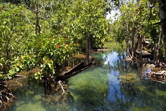 Mangrove trail in Tha Pom Khlong Song Nam nature park