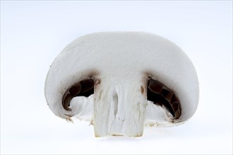 Common mushroom