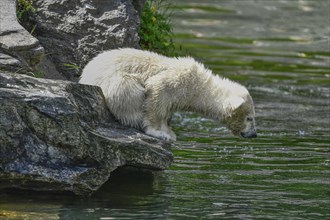 Polar bear cub Hertha