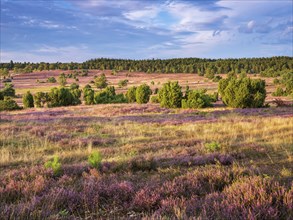 Typical heath landscape with flowering heather and juniper in the evening light