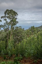 Eucalyptus forest near Achadas da Cruz
