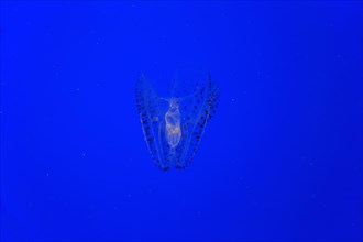 Spotted Comb Jelly