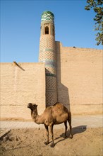 Dromedary in the historic old town