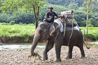 Elephant trek through the jungle/ elephant tour