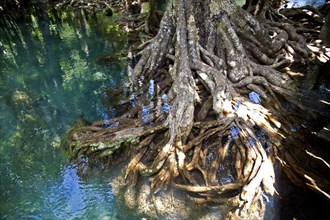 Mangrove trail in Tha Pom Khlong Song Nam national park