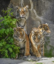 Sumatran tigress Mayang and cubs
