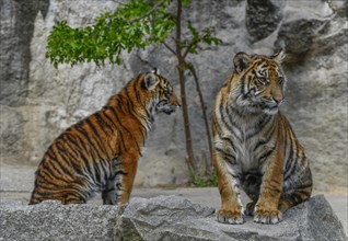 Young Sumatran tigers