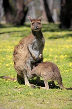 Kangaroo island kangaroo