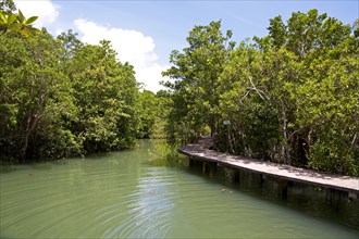 Mangrove trail in Tha Pom Khlong Song Nam nature park