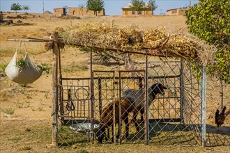 Sheepfold