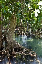 Mangrove trail in Tha Pom Khlong Song Nam national park Mangrove trail in Tha Pom Khlong Song Nam national park