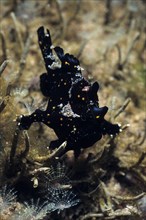 Juvenile painted frogfish