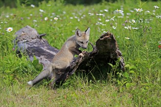 Eastern american red fox