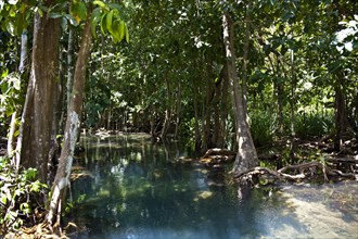 Mangrove trail in Tha Pom Khlong Song Nam nature park/ Mangrove trail in Tha Pom Khlong Song Nam national park