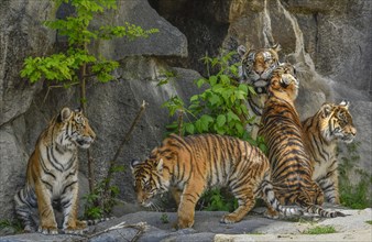 Sumatran tigress Mayang and cubs