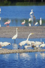 Group of Great white egrets