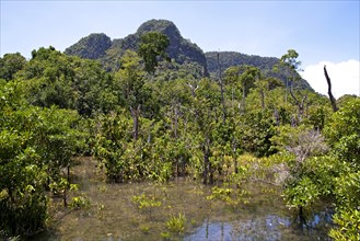 Mangrove trail in Tha Pom Khlong Song Nam nature park/ Mangrove trail in Tha Pom Khlong Song Nam national park