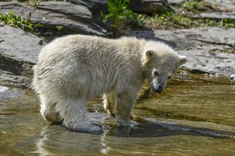 Polar bear cub Hertha