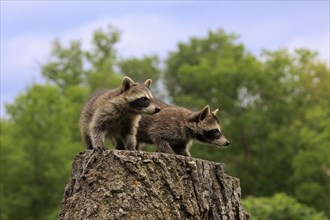 North American Raccoon