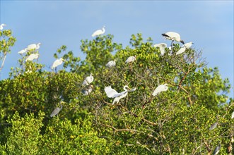Group of Great white egrets