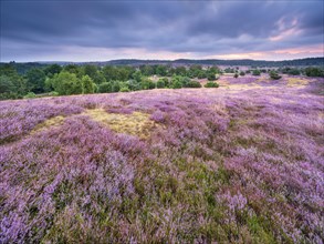 Typical heath landscape with flowering heather in the morning