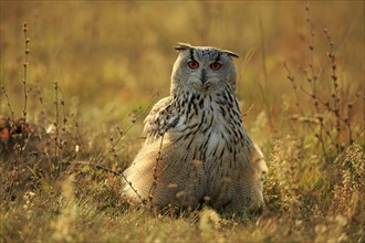 Western Siberian Eagle Owl
