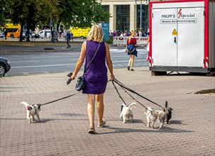 Walk with dogs