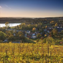 Vineyard near Rollsdorf at Bindersee in autumn